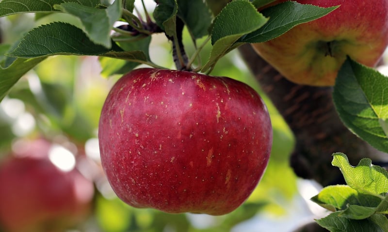 Fruits and vegetables
